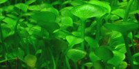 Trèfle d'eau hirsute Marsilea Hirsuta