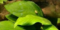 Anubia barteri nana