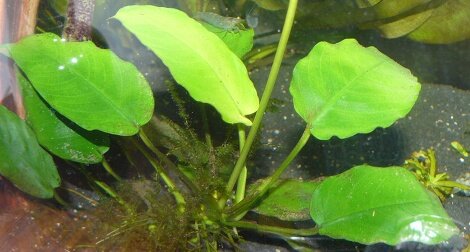 Anubia barteri var. Coffeefolia