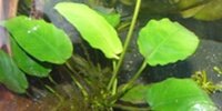 Anubia barteri var. Coffeefolia