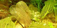 Aponogeton Madagascariensis
