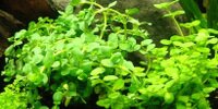 Bacopa Australis