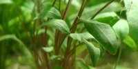 Cryptocoryne Beckettii