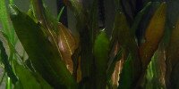 Echinodorus Beauty Red