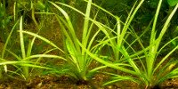 Echinodorus Bolivianus