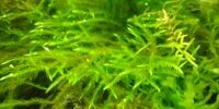 Fontinalis antipyretica