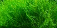 Mousse plumeau Leptodictyum riparium