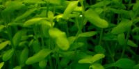 Hedyotis salzmannii