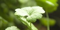 Hydrocotyle Dissecta