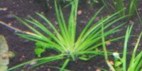 Littorella uniflora