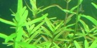 Ludwigia Arcuata