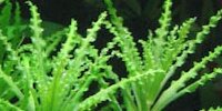 Pogostemon Helferi