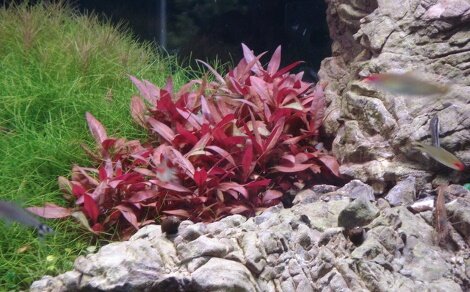 Alternanthera reineckii / rosaefolia