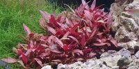 Alternanthera reineckii / rosaefolia