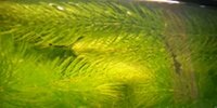 Cerato Ceratophyllum demersum