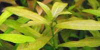 Hygrophila polysperma