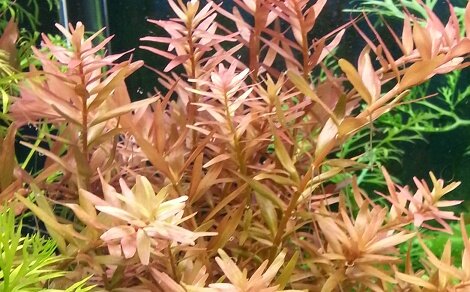 Rotala rotundifolia