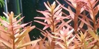 Rotala rotundifolia