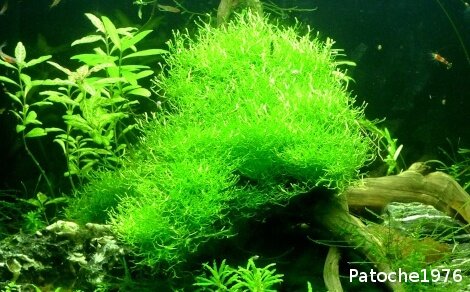 Riccia Fluitans