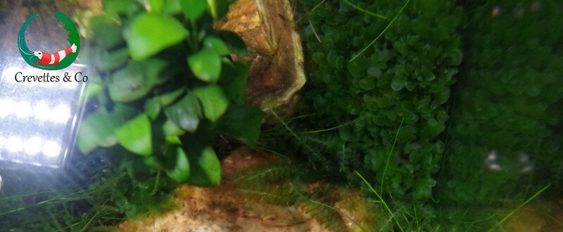 Cameroon Moss, une hépatique originale