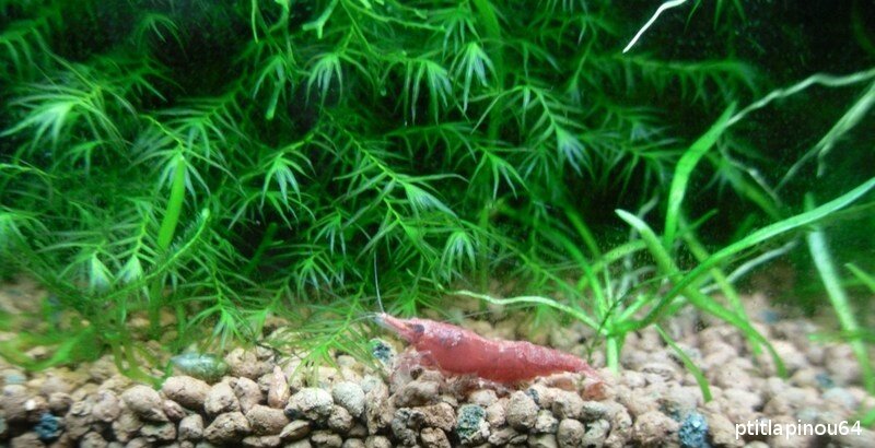 Crevette sur Fissidens fontanus