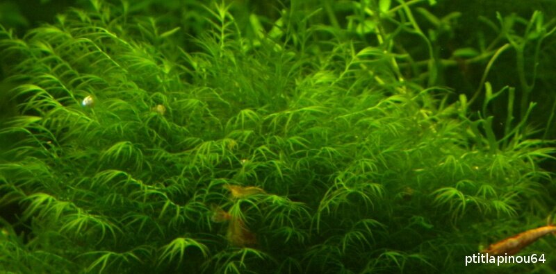 Feuilles de la Fissidens fontanus