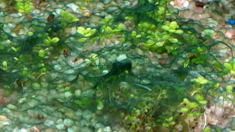 Algues sur l'Hemianthus Callitrichoides
