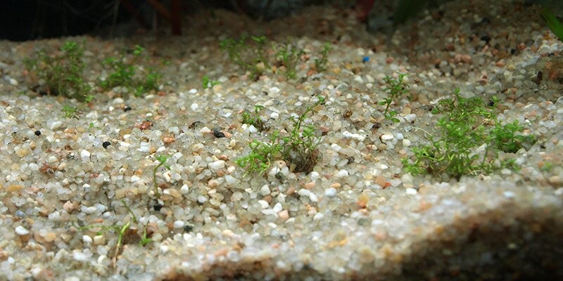 Hemianthus Callitrichoides qui perd ses feuilles