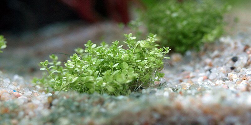 Racines de l'Hemianthus Callitrichoides