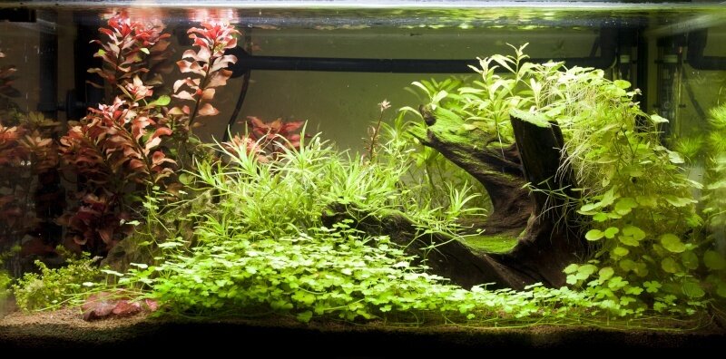  Gazon Hydrocotyle Tripartita