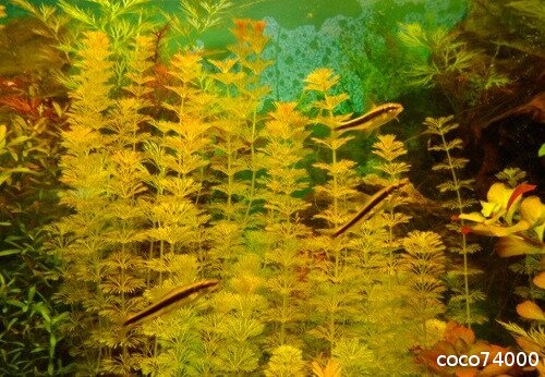 Limnophila sessiliflora rouge