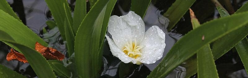 Fleur de la Stratiotes aloides