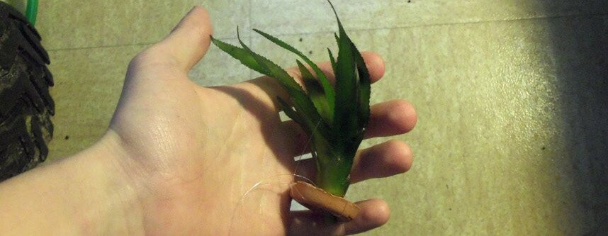 Plantation de l'Aloe d'eau