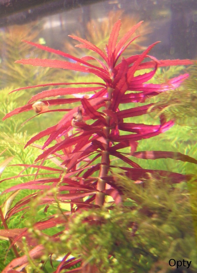 Ambulie aromatique rouge