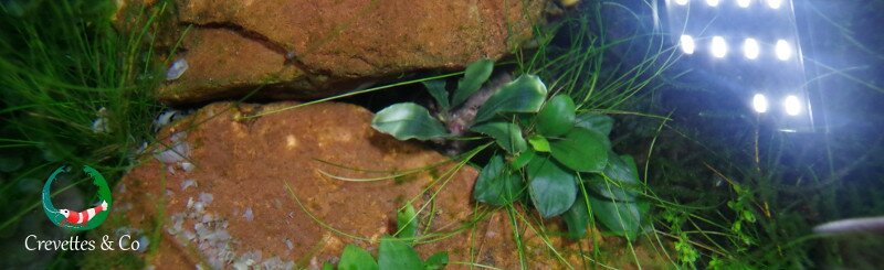 Culture de la bucephalandra
