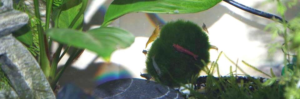Boule de Clado avec des crevettes