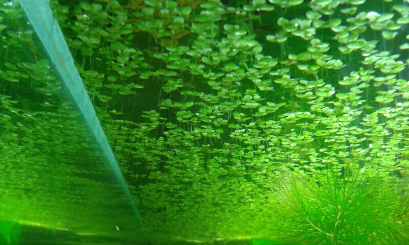 Lentilles d'eau envahissantes
