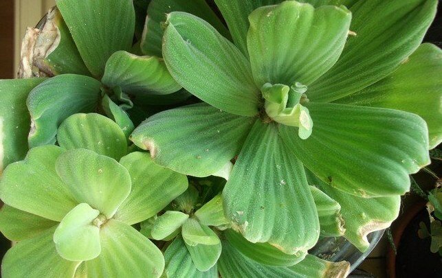 Pistia émergée