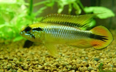 Apistogramma agassizii