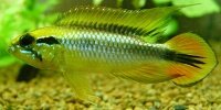 Apistogramma agassizii