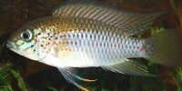Apistogramma alacrina