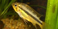 Apistogramma cacatuoides