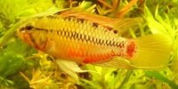 Apistogramma hongsloi