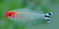 Nez rouge Hemigrammus bleheri