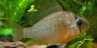Mikrogeophagus altispinosus