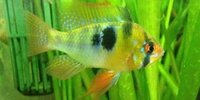 Mikrogeophagus ramirezi