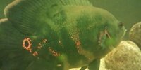 Oscar Astronotus ocellatus