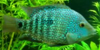 Carpinte Herichthys carpintis
