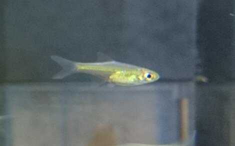 Microdevario kubotai