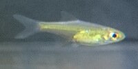 Microdevario kubotai